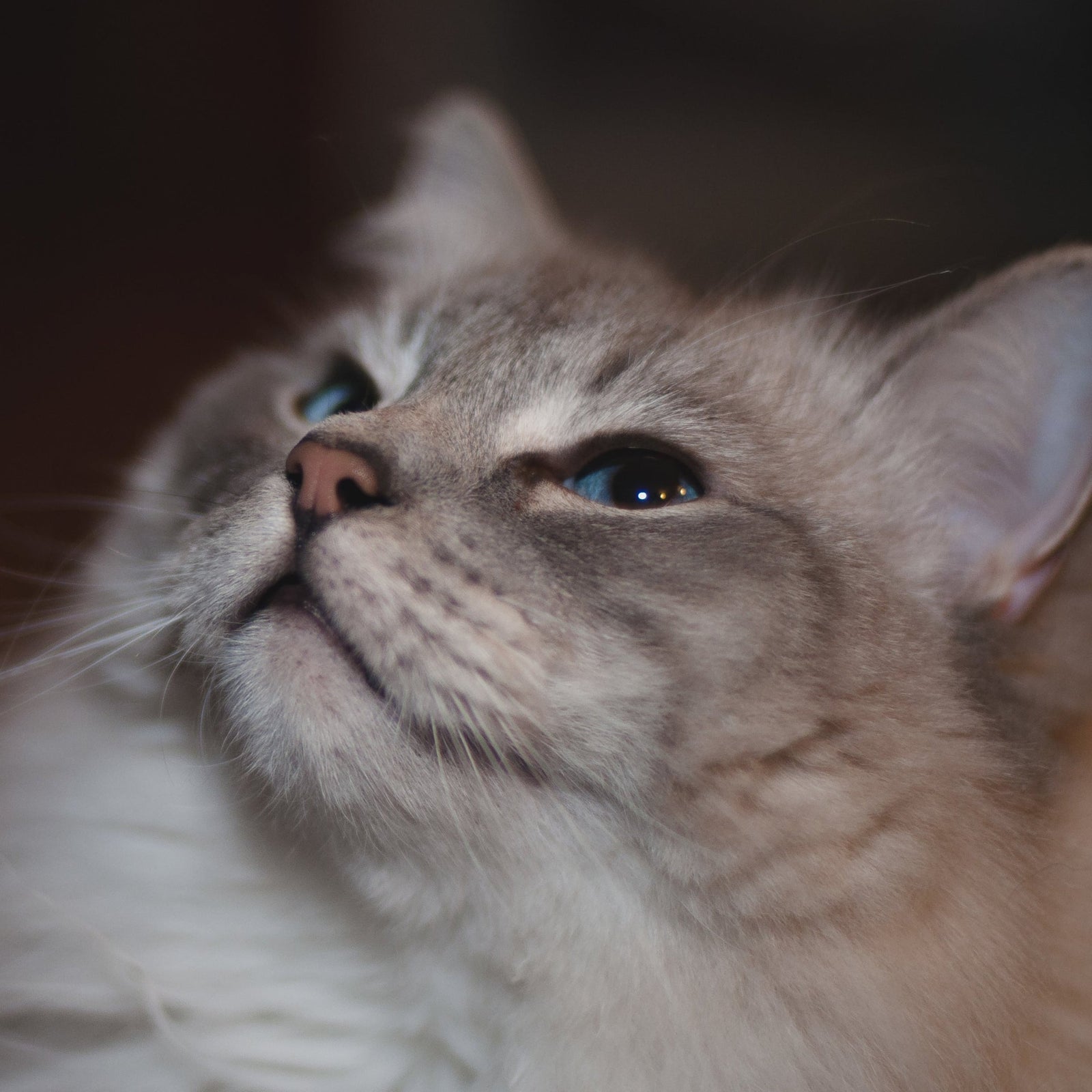 Everyday Litter Is Stressing Out Your Cat - How to Fix This Now!