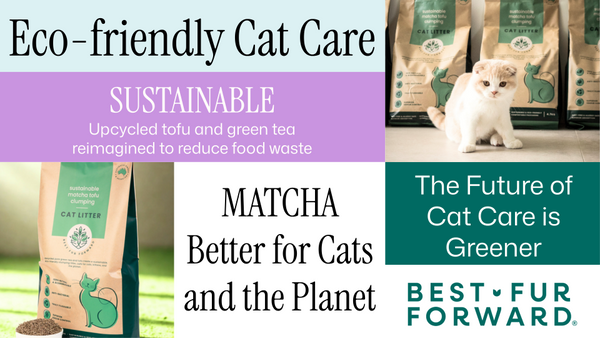 A Vet Answers the Most-Googled Cat Litter Questions in Australia