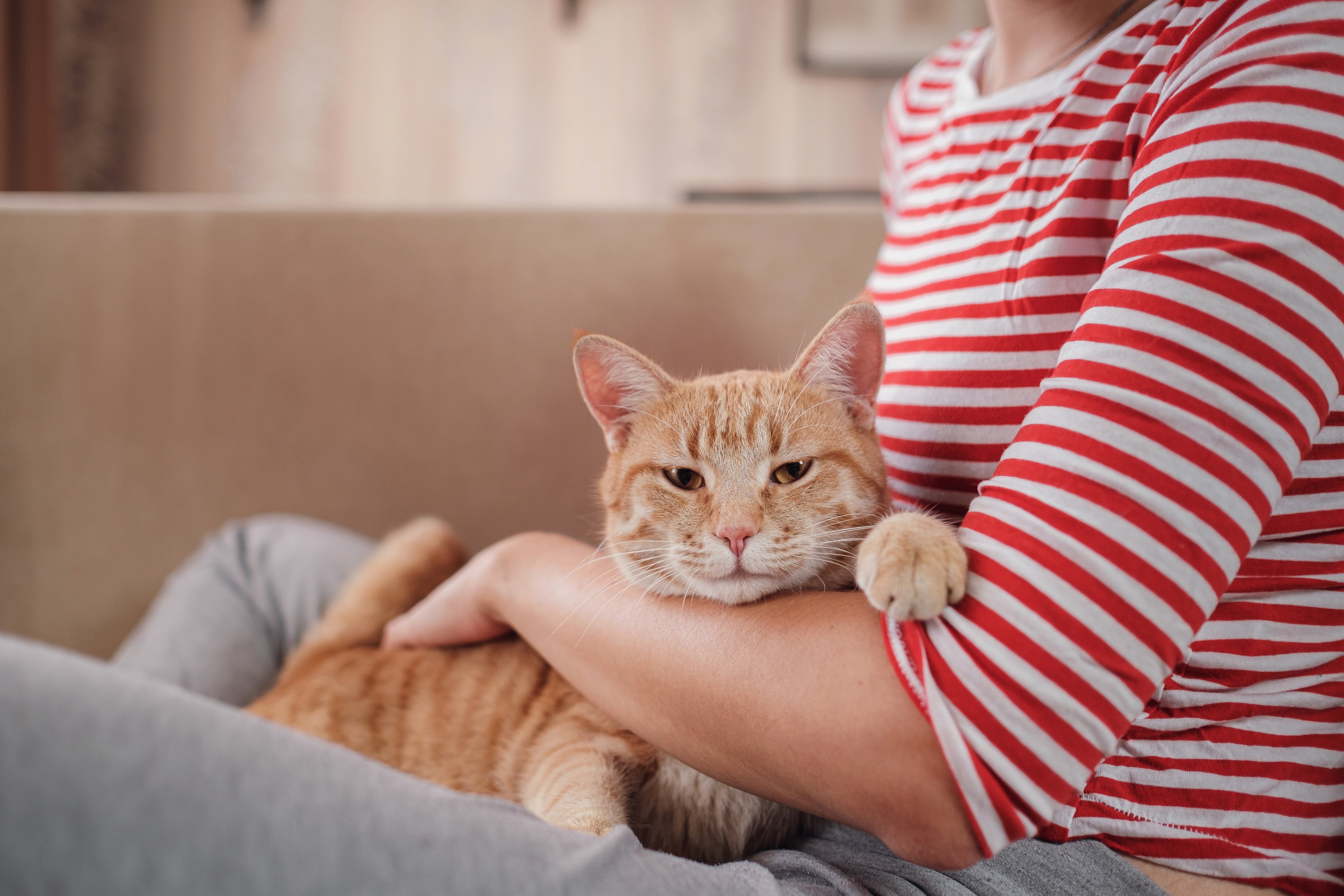 Signs You’re Officially a Cat Parent: You Get Your Litter Delivered