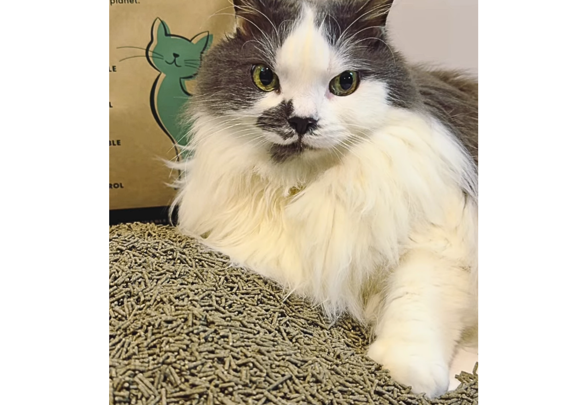 Pet Loss Grief: Saying Goodbye to a Beloved Pet | Best Fur Forward