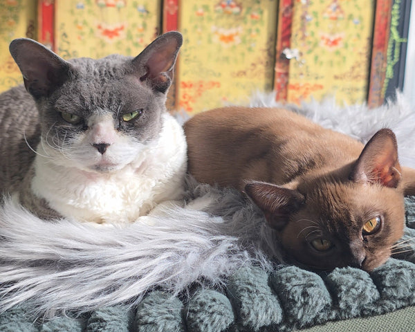 10 Things to Remember When Introducing a New Cat to Your Other Cats