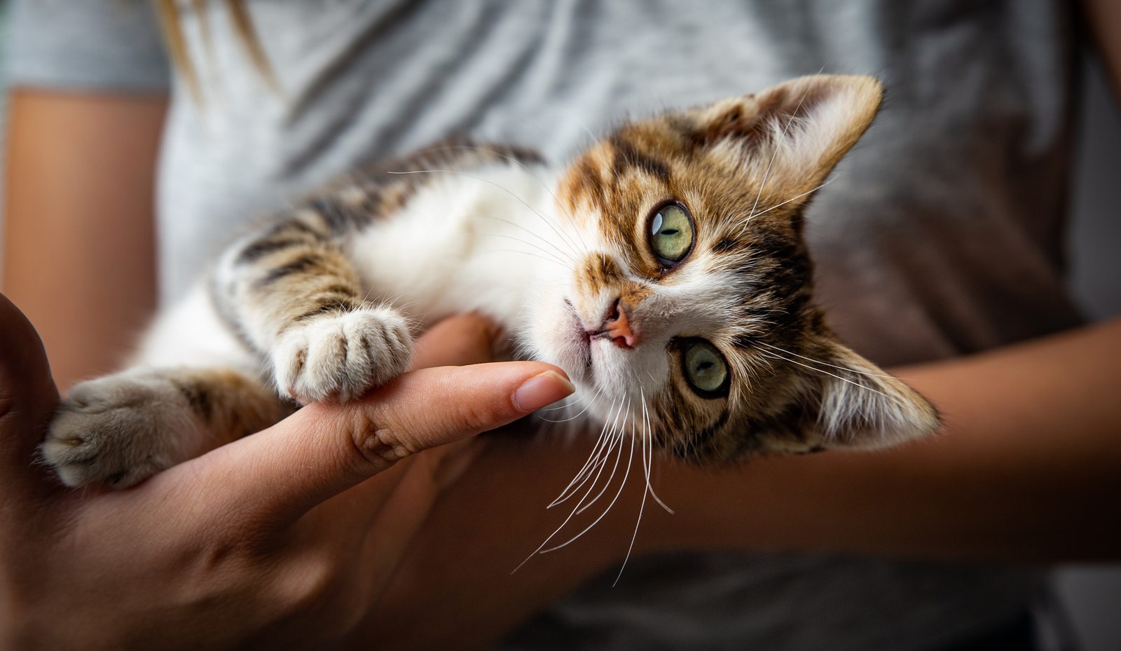 Kitten Care Guide: Feeding, Litter & Australian Laws Explained