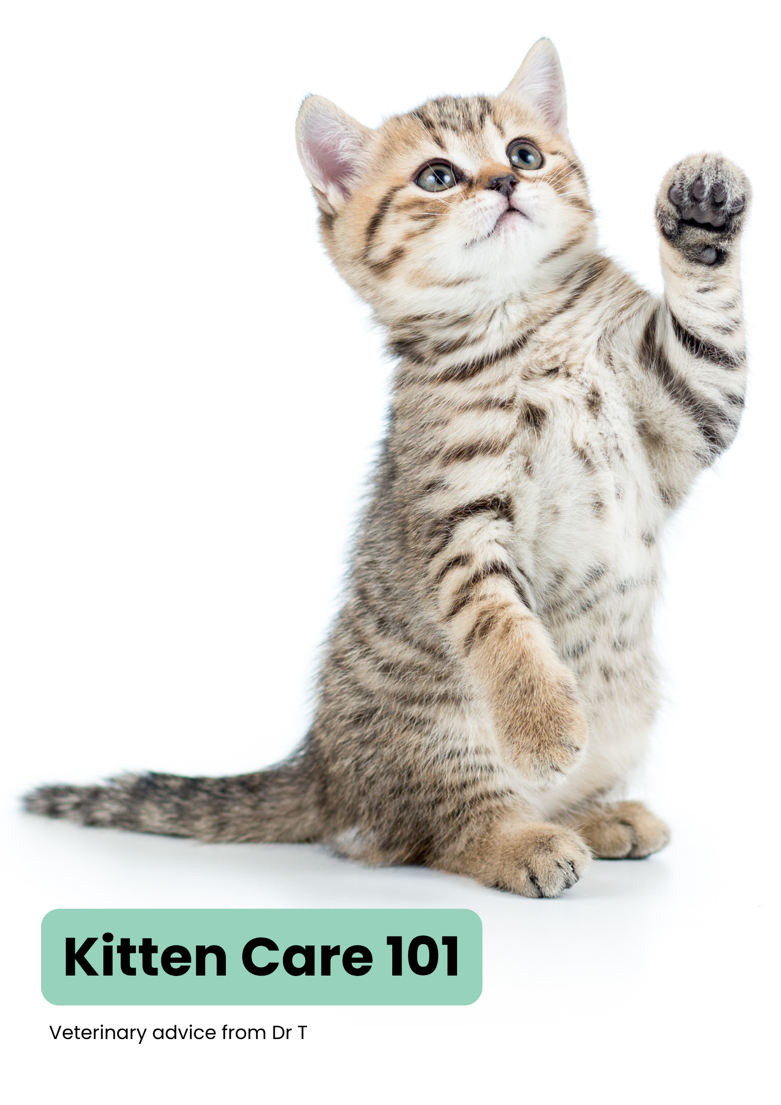 Kitten Care Guide: Feeding, Litter & Australian Laws Explained