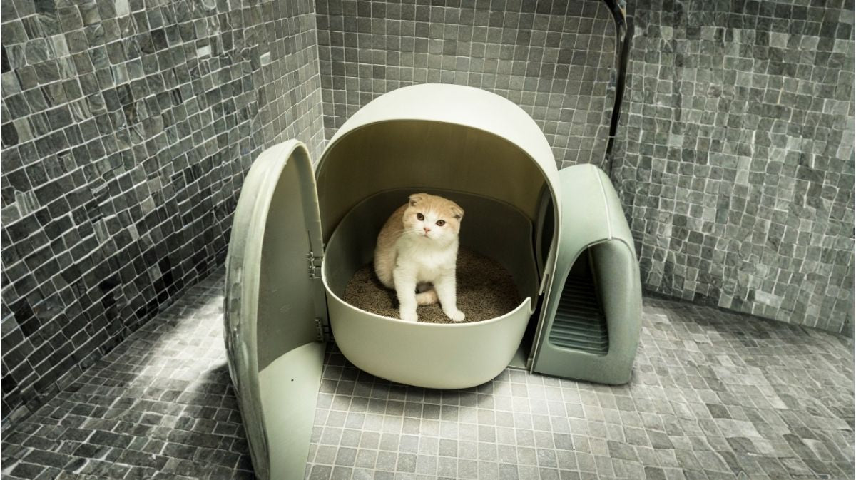 Which Cat Litter Is Best in Australia? Demystifying Litter Types