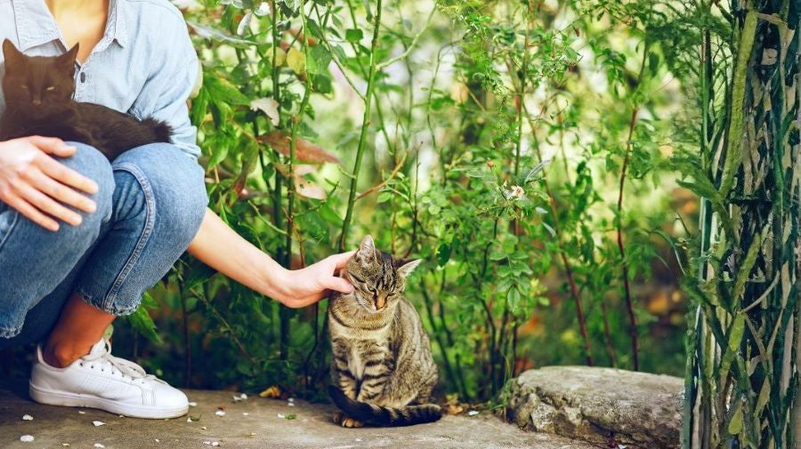 The Carbon Footprint of Cat Litter and How to Reduce It