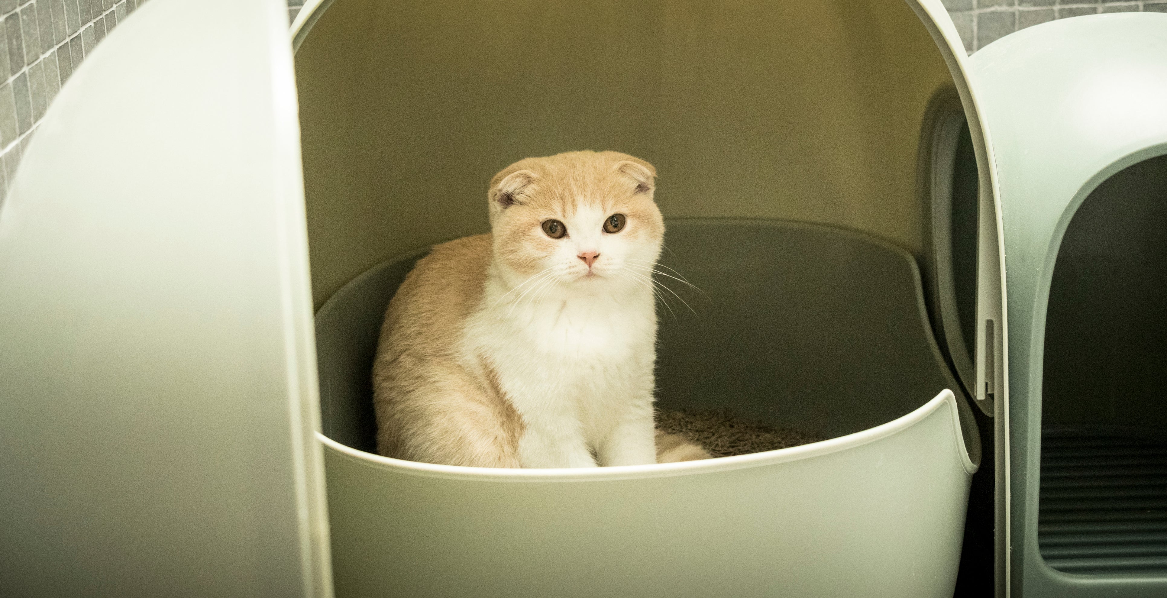 Small Change, Big Impact - One Tray at a Time