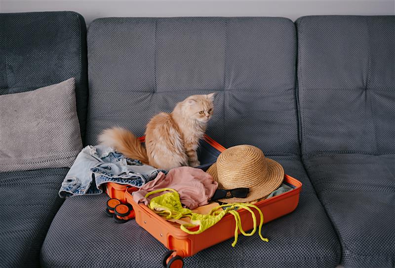 Flying In-Cabin with Pets: Veterinary Advice by Dr Tanya Phillips