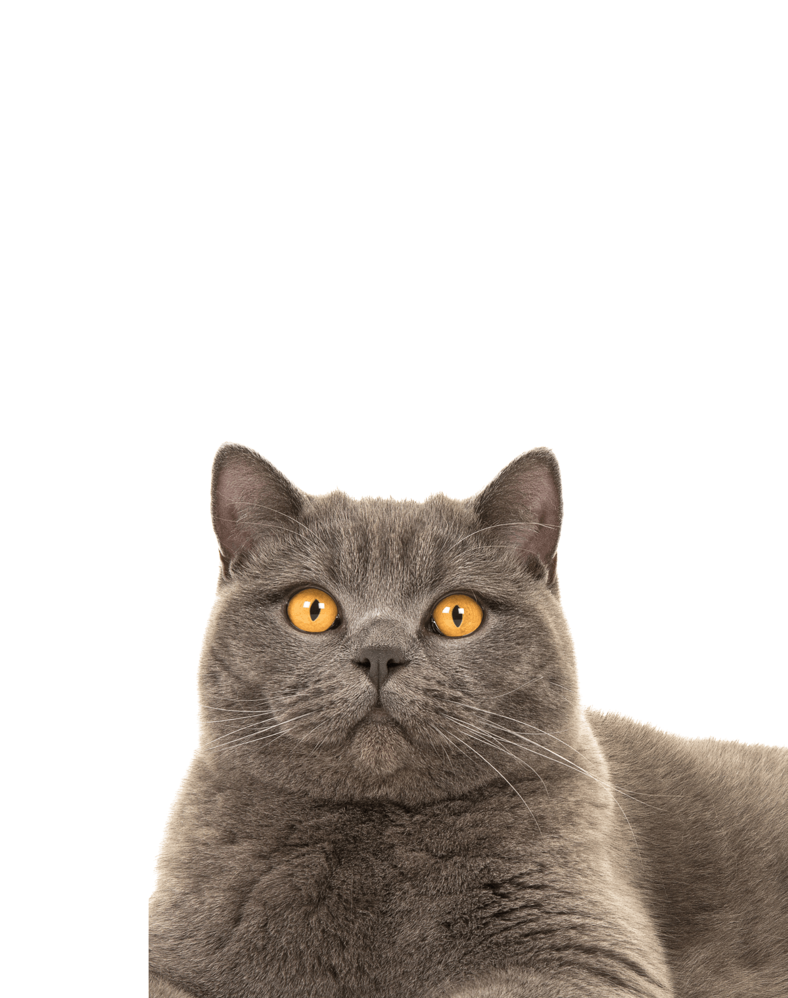 Sustainable MATCHA Cat Litter | Plant-Based, Zero-Odour & Compostable