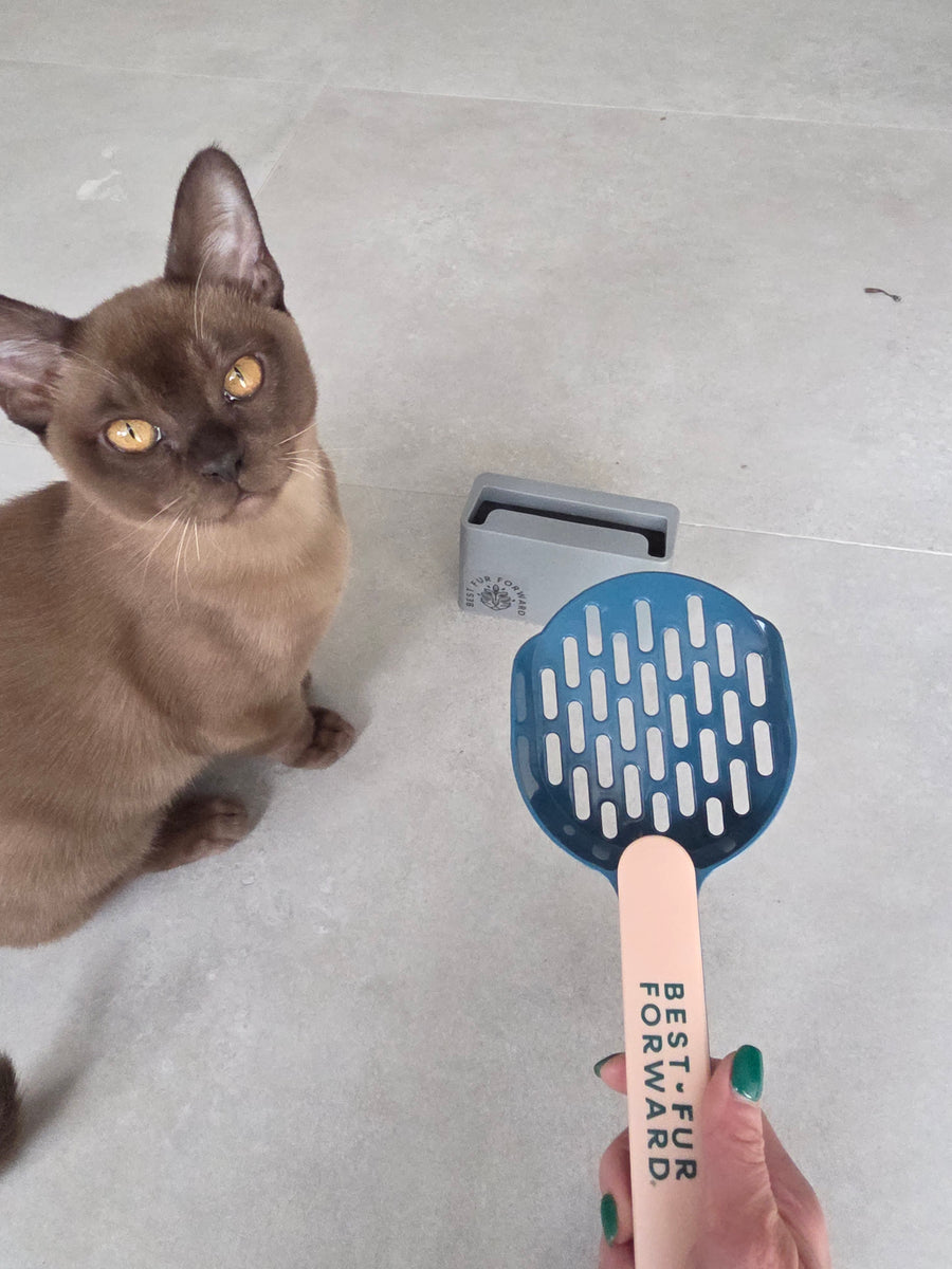 A cat relaxing at home near its MATCHA litter tray