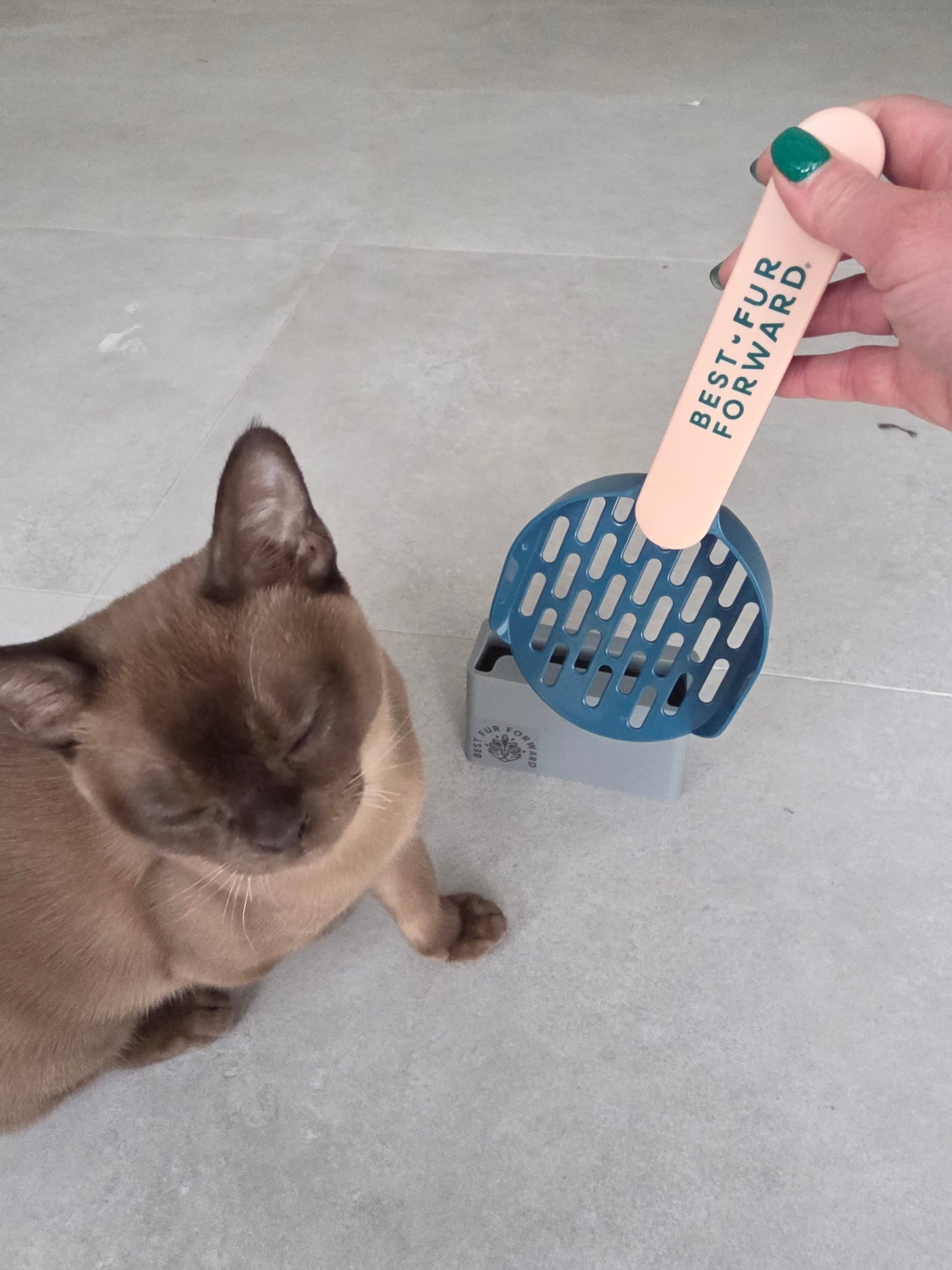 A cat at home with MATCHA tofu cat litter